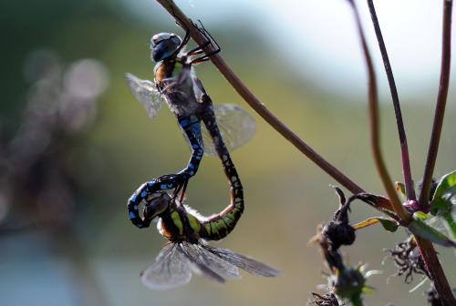 Aeshna mixta